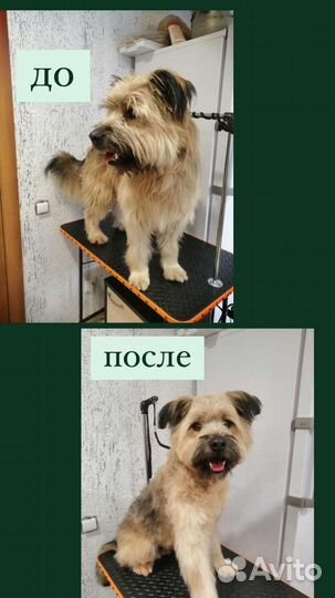 Уход за животными