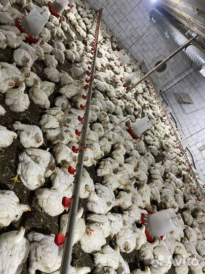 Куры бройлеры живым весом