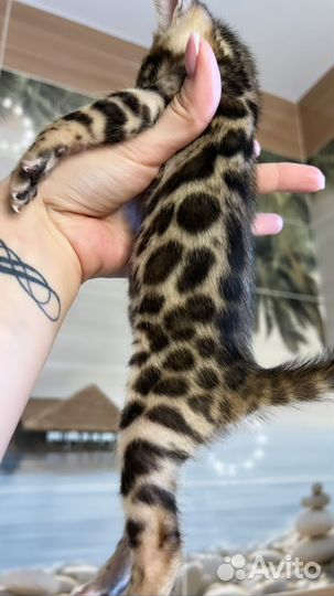 Бенгальские котята