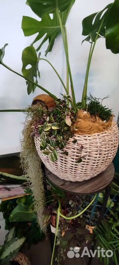 Фитостены и вертикальное озеленение