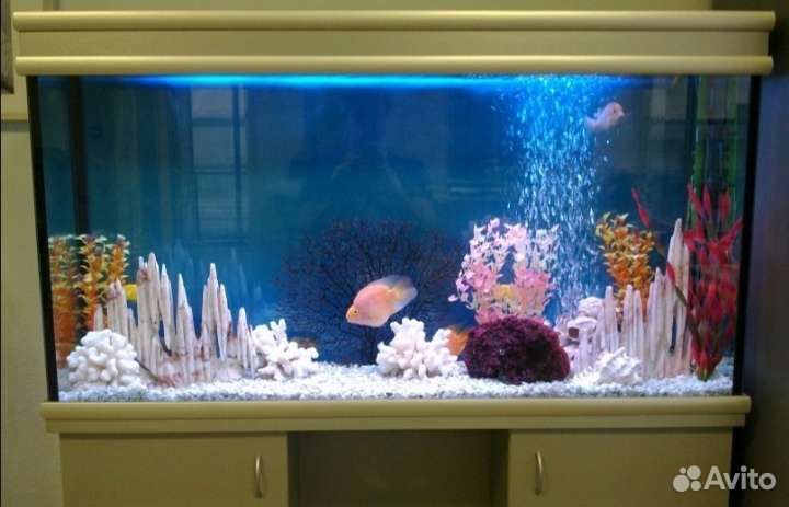 Обслуживание, чистка аквариумов и террариумов