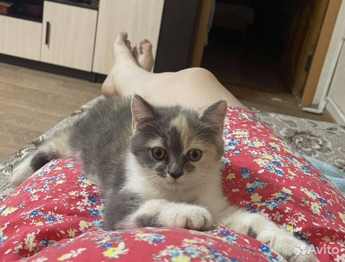 Кошка в добрые руки