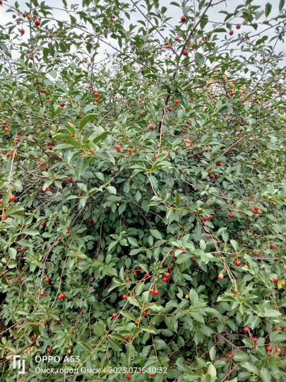 Участок 7,2 сот. (СНТ, ДНП)