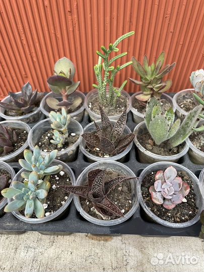 Суккуленты