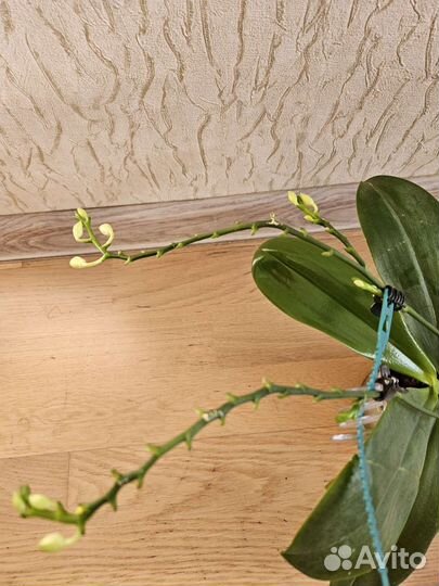 Орхидея фаленопсис