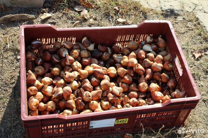 Луковицы тюльпанов оптом 11/12