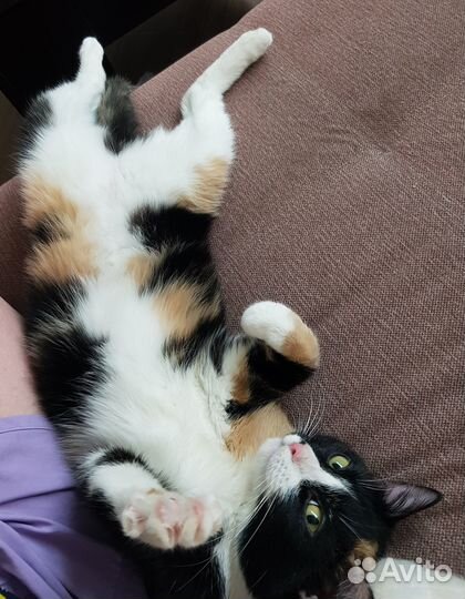 Кошки в добрые руки бесплатно