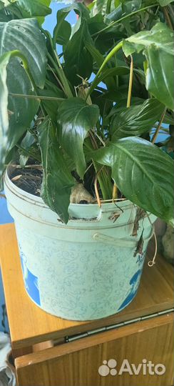 Спатифиллум женское счастье