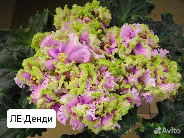 Детки сортовых фиалок