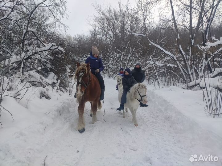 Прокат на лошади и пони, выезд на праздники