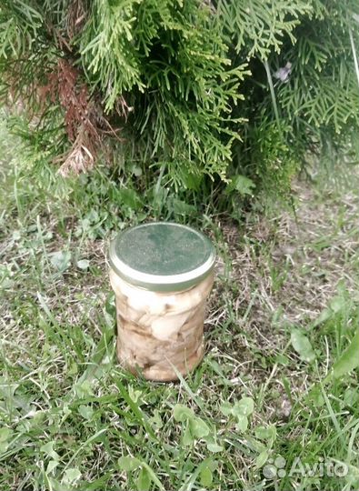 Печень трески, мурманская