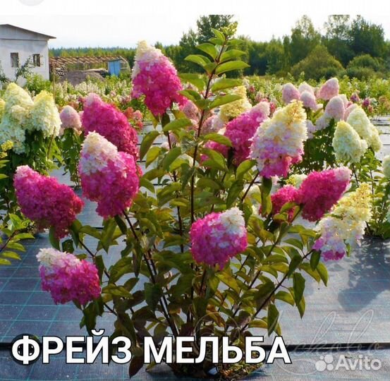 Гортензия метельчатая