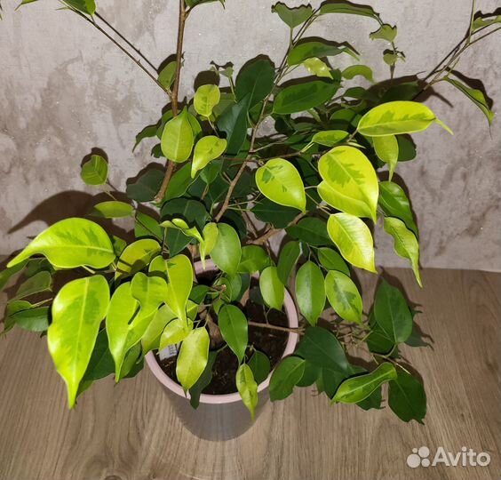 Фикусы бенджамина разные сорта