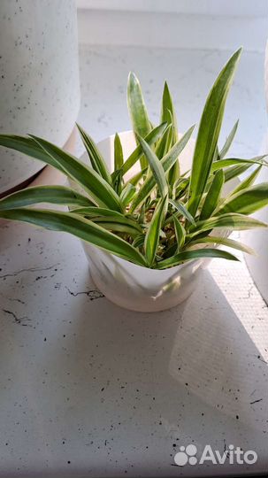 Хлорофитум