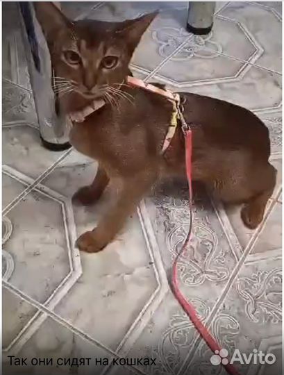 Шлейка для кошки анатомическая