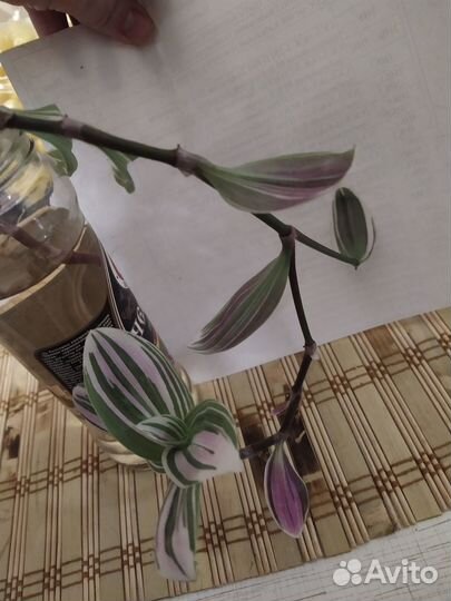 Традесканция фиолетовая