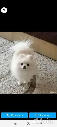 Померанский шпиц