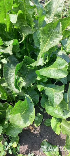 Корень хрена