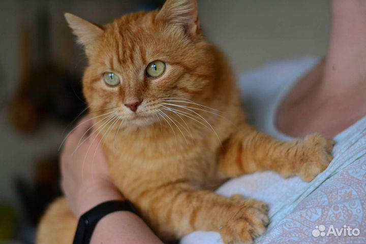 Молодой котик 