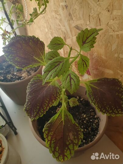 Колеусы вегетативные