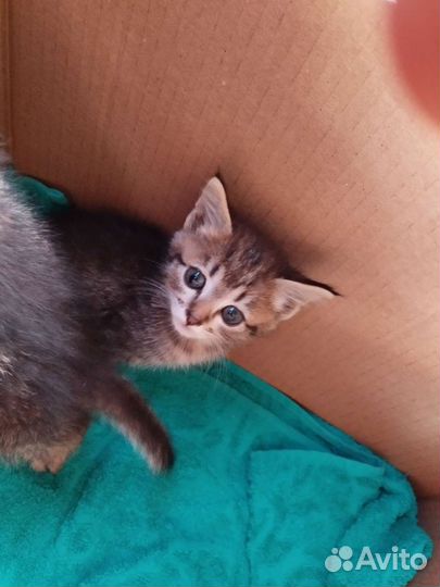 Котенок ищет дом