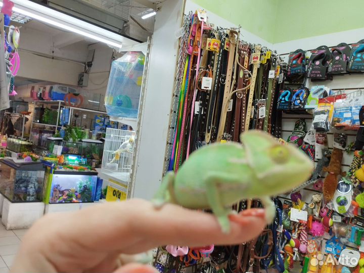 Йеменский хамелеон