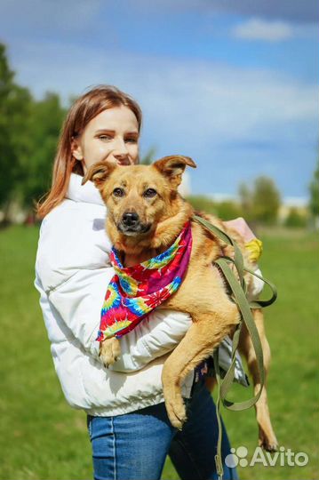 Собака в добрые руки бесплатно