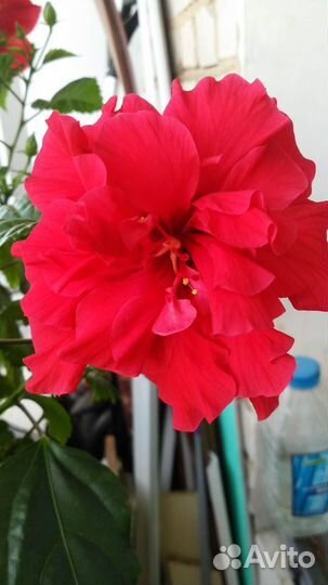 Гибискус китайская роза