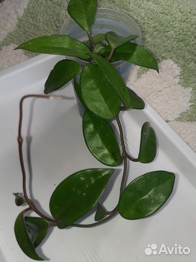 Хойя карноза