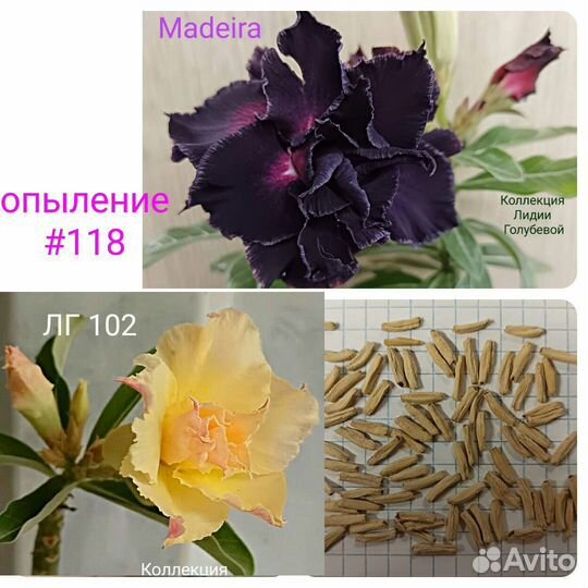 Семена адениума