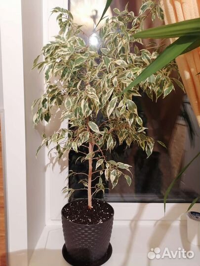 Продам цветы комнатные