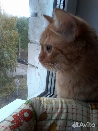 Передержка кошек и собак комнатных пород.Домашняя