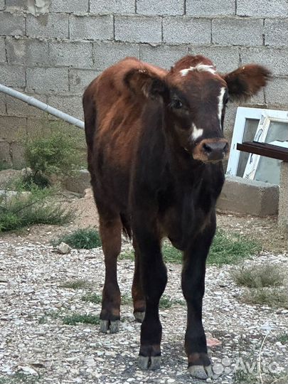 Телята телки