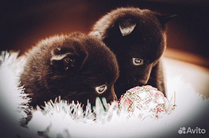 Шипперке (схипперке/Schipperke)