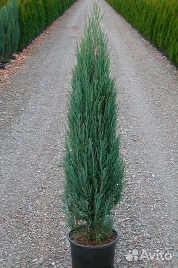 Можжевельник 