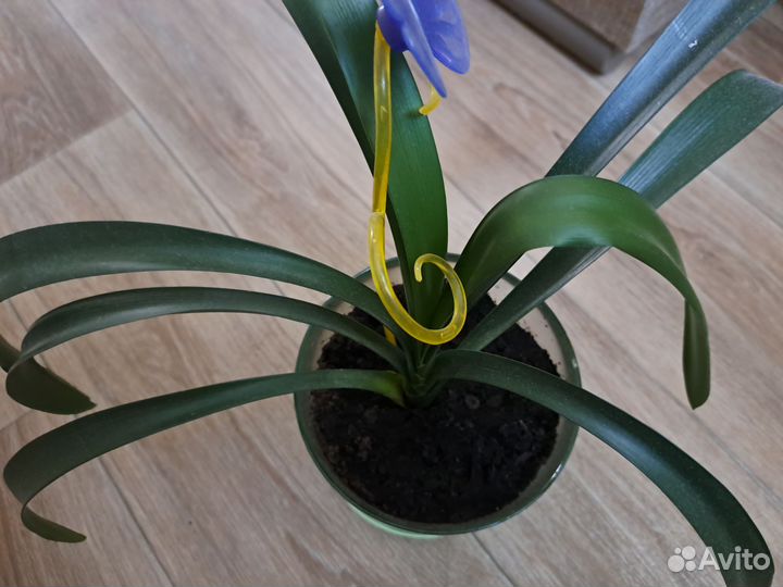 Кливия, Фикус кауч., бенджамина, пеперомия, фиалки