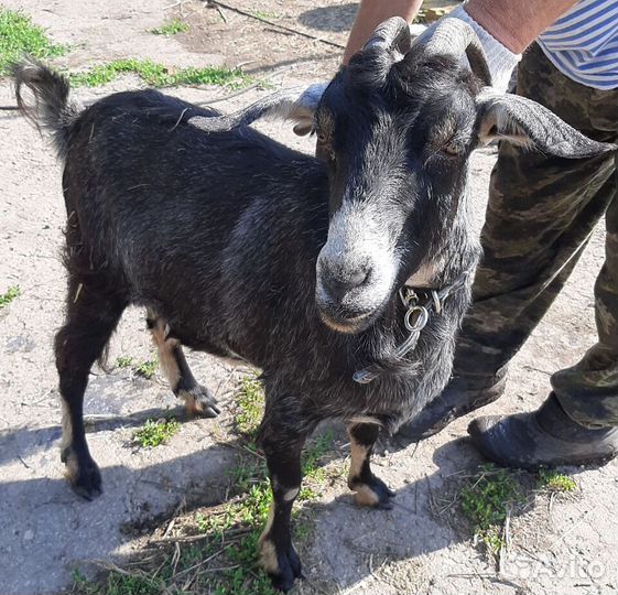 Коза дойная