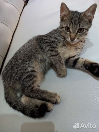 Котенок мальчик