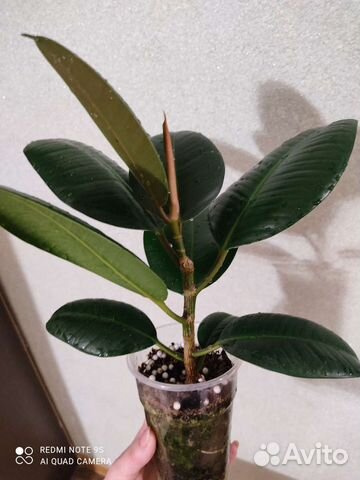 Хойя, алоказия, фиалки, крестовник, фикус