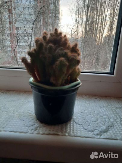 Кактус