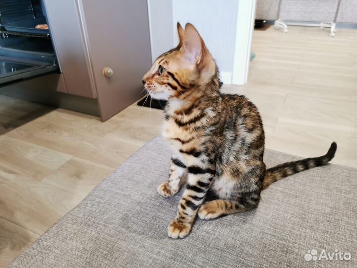 Бенгальские котята