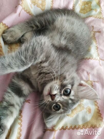 Котейка только в добрые руки