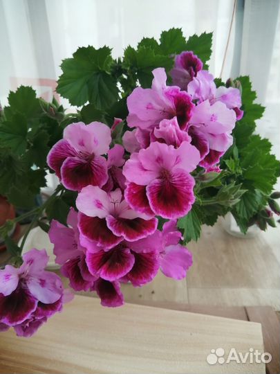 Королевская герань