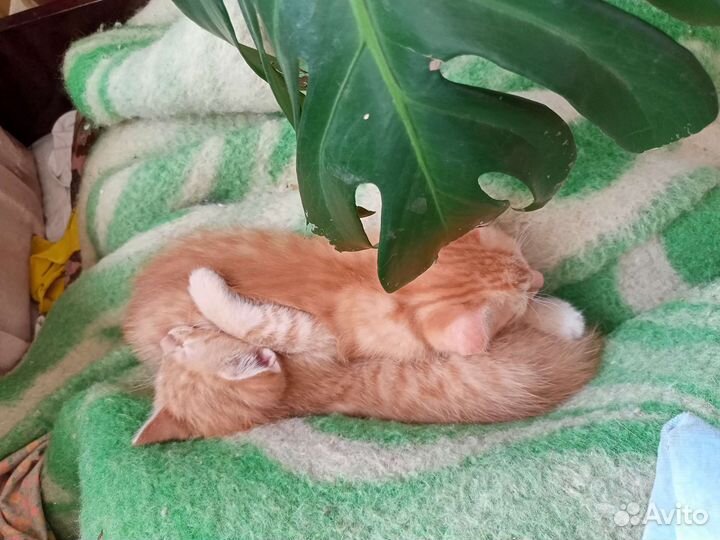 Котята в добрые руки бесплатно