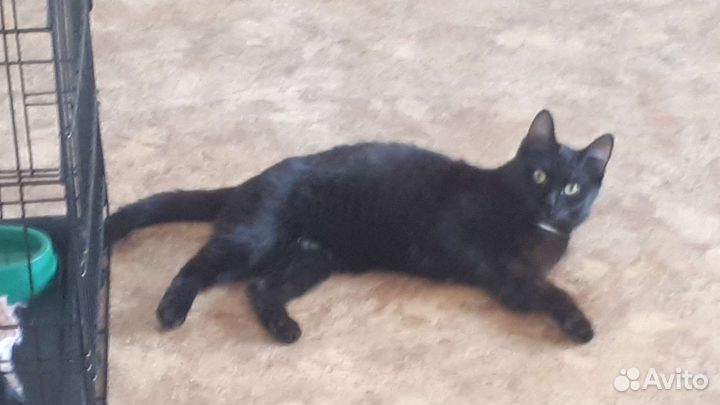Кошки