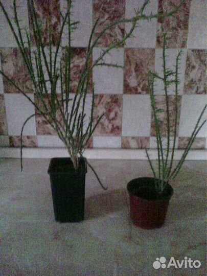 Очень оригинальный кактус