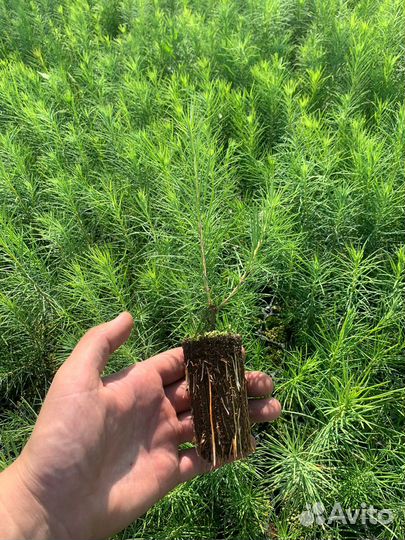 Сеянцы кедра Сибирского