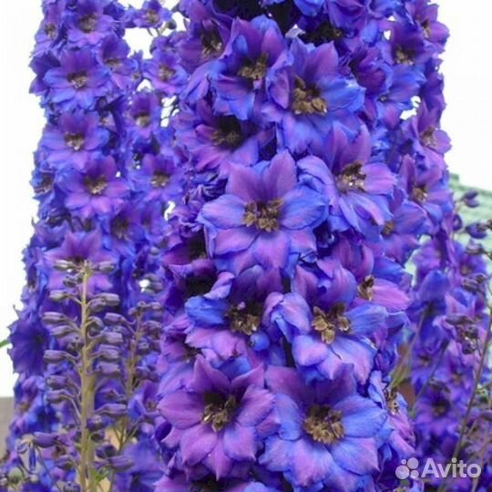 Многолетники Дельфинум Блек найт