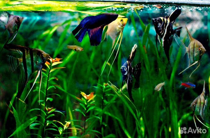 Аквариумные растения и рыбки