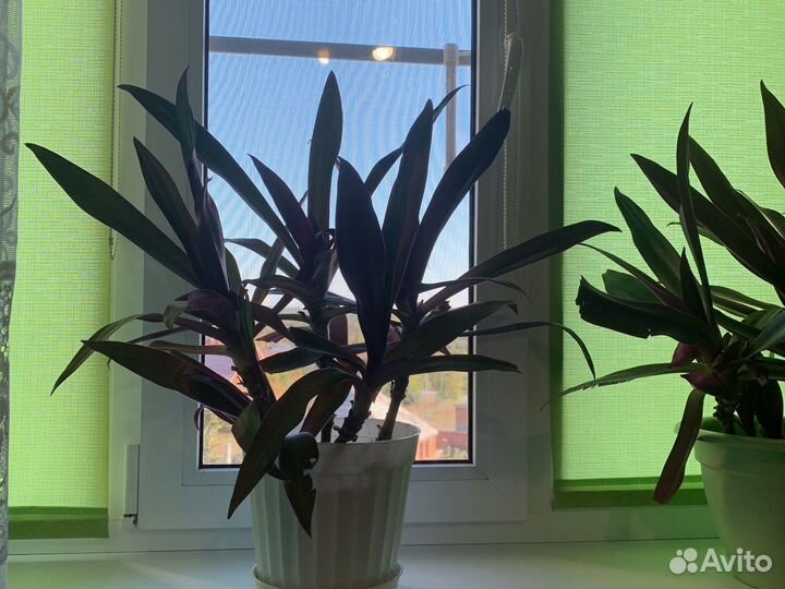 Традесканция рео